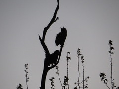 Bubo virginianus nacurutu