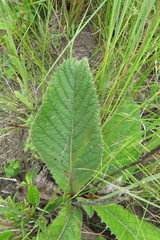 Berkheya setifera