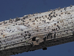 Leptosphaeria acuta
