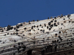 Leptosphaeria acuta