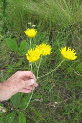 Berkheya setifera