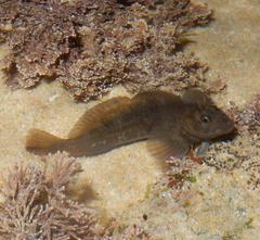 Horned Blenny photo 5