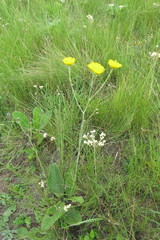 Berkheya setifera