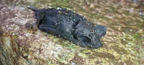Northern Black Mastiff Bat