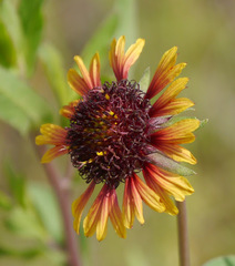 Gaillardia pulchella