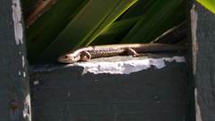 Oligosoma kokowai