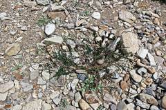 Astragalus schelichowii