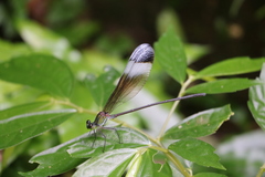 Psolodesmus mandarinus mandarinus