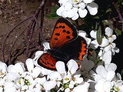 Lycaena phlaeas daimio