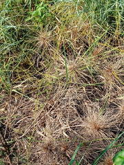Spinifex littoreus