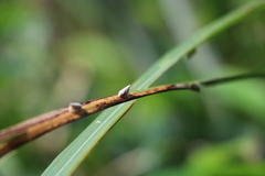 Mimophantia maritima
