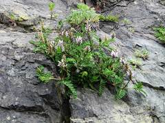 Astragalus marinus