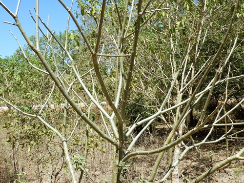 Jatropha curcas