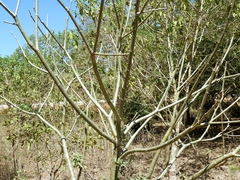 Jatropha curcas