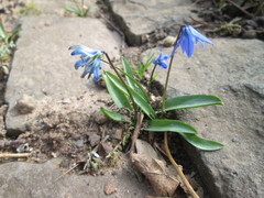 Scilla siberica