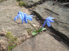 Scilla siberica