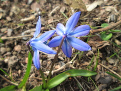 Scilla siberica
