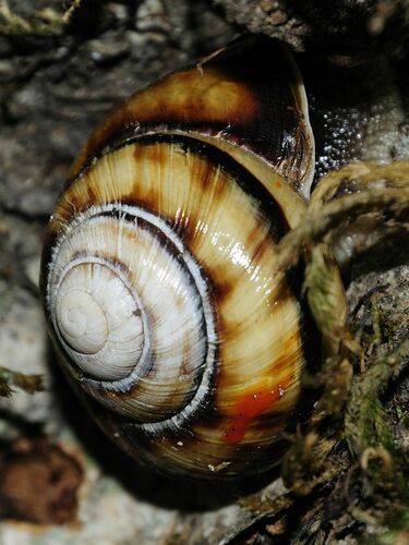 Caucasotachea atrolabiata