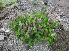 Astragalus marinus