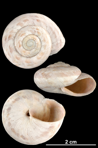 Escargot de Nice