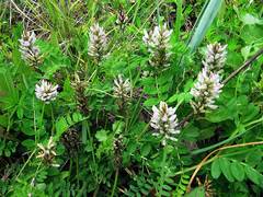 Astragalus marinus