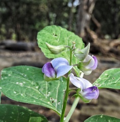 Crotalaria verrucosa