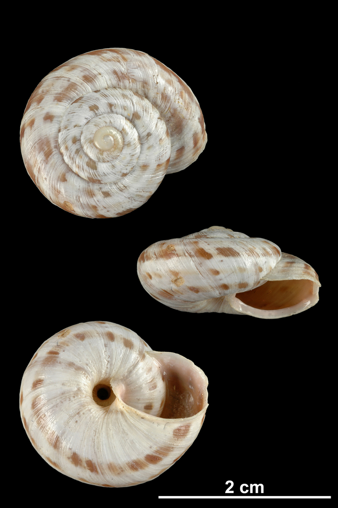 Macularia niciensis guebhardi