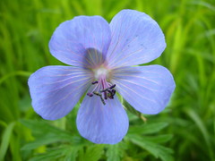 Geranium pratense