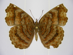 Ariadne enotrea suffusa