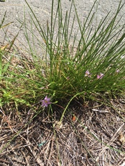 Romulea rosea australis