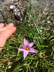Romulea rosea australis