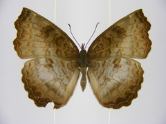 Ariadne enotrea suffusa