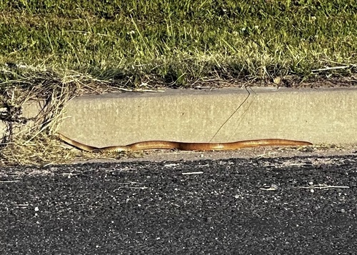 Eastern Brown Snake sighting