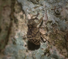 Tychreus sellatus