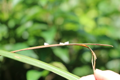 Mimophantia maritima