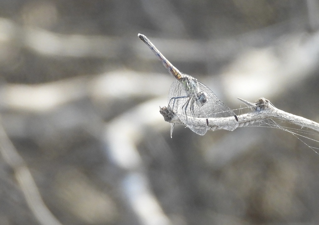 Micrathyria schumanni