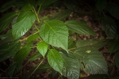 Dendrocnide photiniiphylla