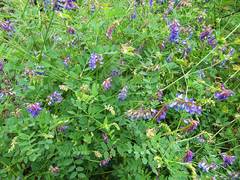 Vicia amurensis