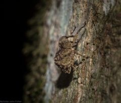 Tychreus sellatus
