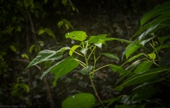 Dendrocnide photiniiphylla