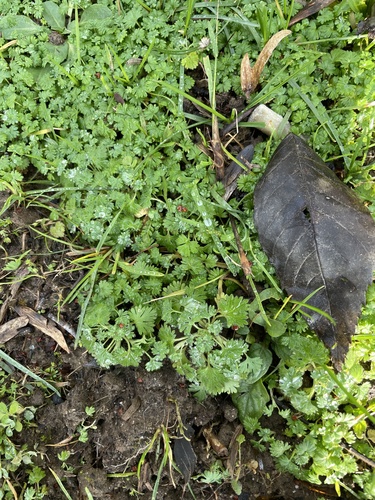 Alchemilla arvensis iNat (2)