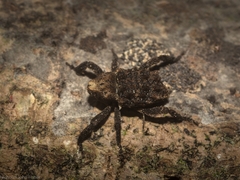 Nechyrus incomptus