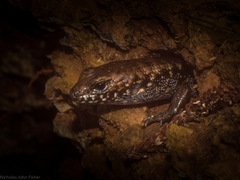 Silvascincus murrayi