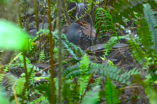 Galapagos Crake (Laterallus spilonota), photo 6