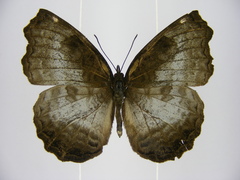 Ariadne enotrea suffusa