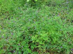 Vicia amurensis