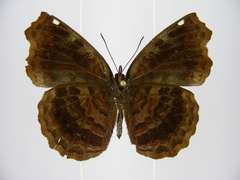 Ariadne enotrea suffusa