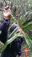 Campylospermum dependens