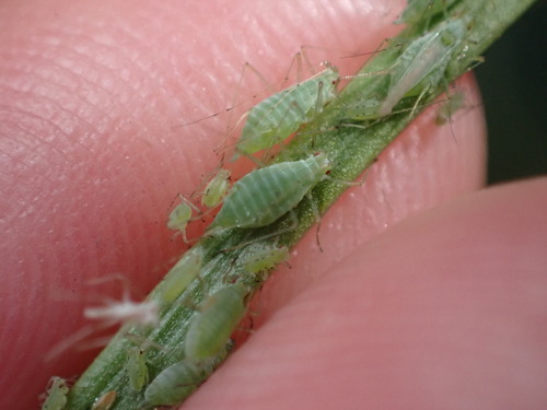 Cotton Aphid