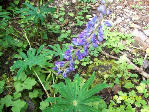 Mexican lupine (Lupinus elegans)